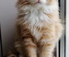 Meet Kiki! The Best Siberian Kitten.