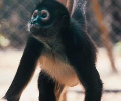 AMPERIO-Spider Monkey Baby