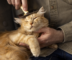 Cat Grooming North York Toronto – Gentle & Professional Care
