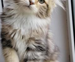 About Rio – How to Find a Siberian Kitten