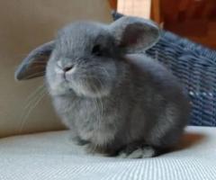 Perfect Bunny Roger – Male