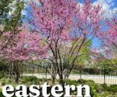 Eastern Redbud Tree