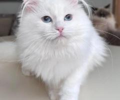 About Tia Places Buy Siberian Kittens